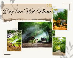 Văn mẫu về Cây tre Việt Nam